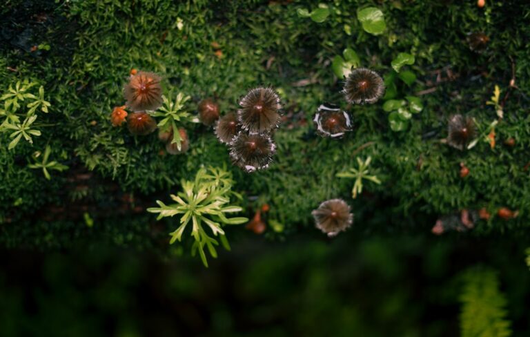 Ekosystem leśny - dlaczego musimy go chronić